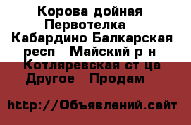 Корова дойная. Первотелка. - Кабардино-Балкарская респ., Майский р-н, Котляревская ст-ца Другое » Продам   